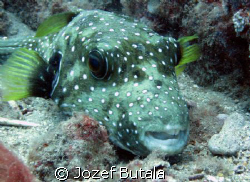 Stripebelly puffer by Jozef Butala 
